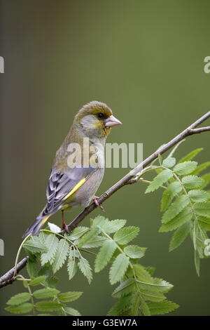European Greenfinch, Carduelis chloris, female perched on Spring twig Stock Photo