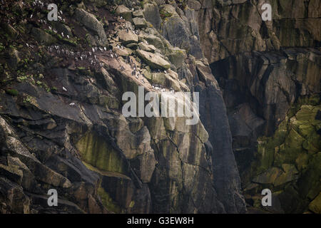 Colony of guillemot murre birds nesting on cliff face Stock Photo