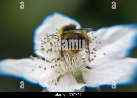 Bee on Blackberry flower Stock Photo