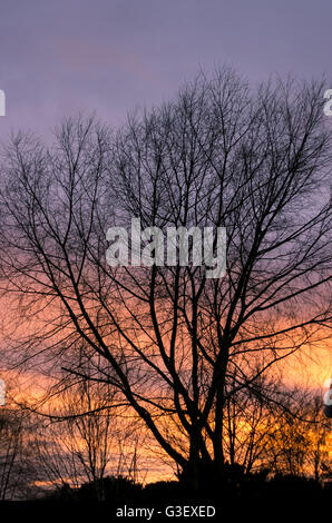 Winter tree silhouetted against the sunset Stock Photo