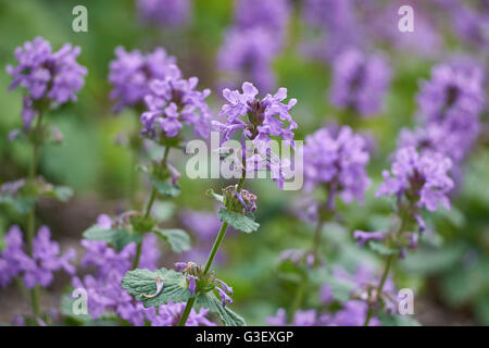 Big betony Stachys grandiflora superba purple blooming Stock Photo