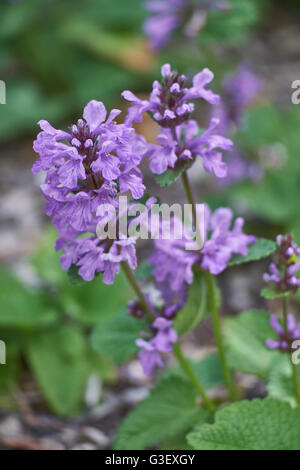 Big betony Stachys grandiflora superba purple blooming Stock Photo