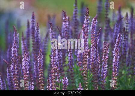 Sage rich purple violet flowers blossom Salvia 