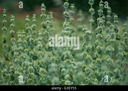 Marrubium vulgare horehound hoarhound flowers and plants Stock Photo