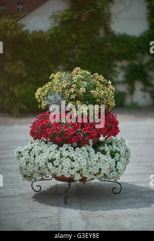 Various multicolor petunias petunia stacked up on the frame Stock Photo