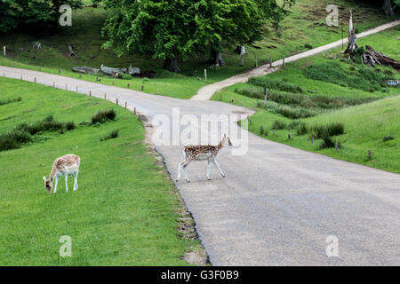 Knole park in Sevenoaks during the spring time. Stock Photo