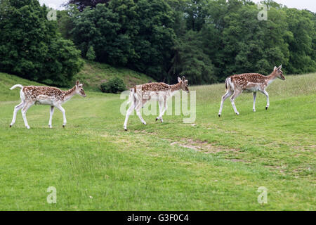 Knole park in Sevenoaks during the spring time. Stock Photo