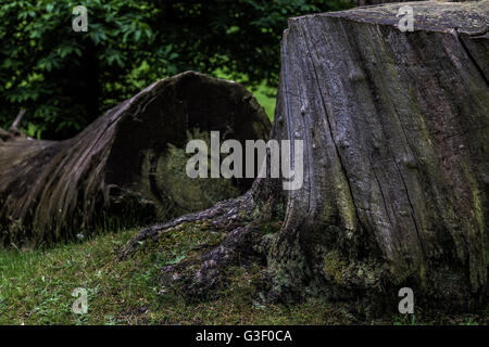 Knole park in Sevenoaks during the spring time. Stock Photo