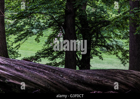 Knole park in Sevenoaks during the spring time. Stock Photo