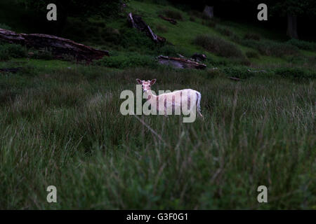 Knole park in Sevenoaks during the spring time. Stock Photo