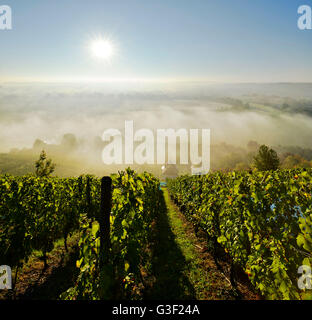 Vineyard, morning fog and sun in the Saale valley near Naumburg, Burgenlandkreis, Saxony-Anhalt, Germany Stock Photo