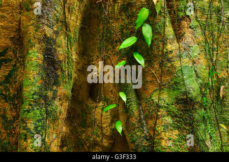 Rainforest Tree Bark, Daintree Rainforest, Mossman Gorge, Mossman, Queensland, Australia Stock Photo