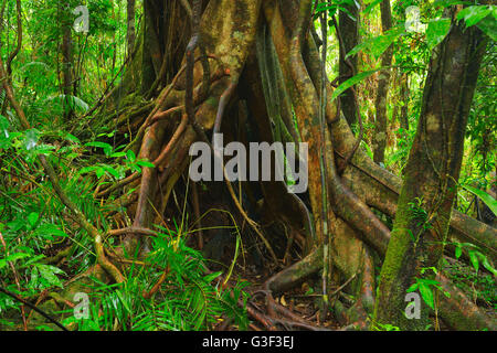 Rainforest Tree, Daintree Rainforest, Mossman Gorge, Mossman, Queensland, Australia Stock Photo