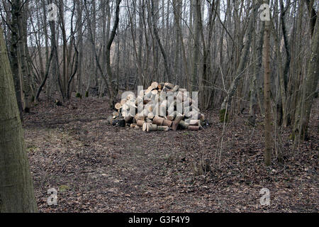Small fresh wood alder ash tree pile in small forest grove wood Stock Photo