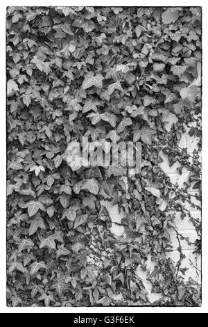 Green ivy Hedera with glossy leaves and white veins on the wall. Black and white photo with a Vintage border Stock Photo