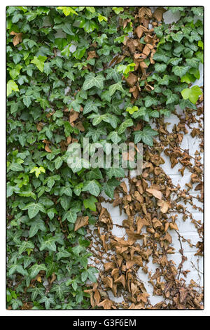 Green ivy Hedera with glossy leaves and white veins on the wall. Vintage border Stock Photo