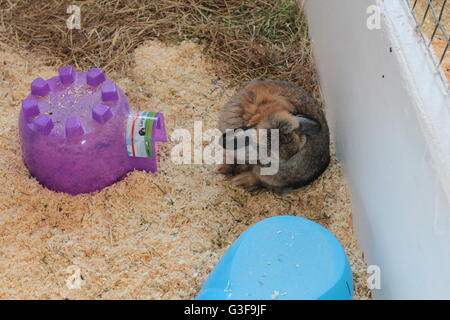 Long eared rabbits Stock Photo