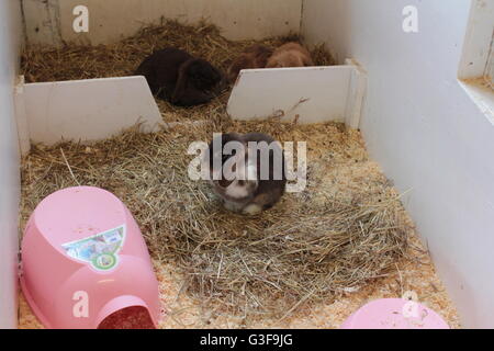 Long eared rabbits Stock Photo