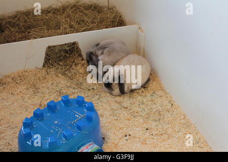 Long eared rabbits Stock Photo