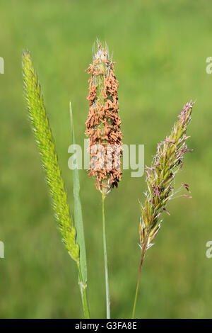 English Meadow Grasses Stock Photo