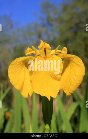 Yellow Flag Iris pseudacorus Stock Photo