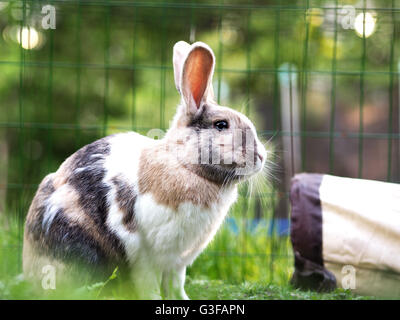 Brown, white and black colored bunny. Mix of Flemish giant and dwarf lop. Outside photography. Beautiful lighting and colors. Stock Photo