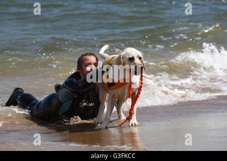 Gdansk, Poland. 11th June, 2016. Dozen rescue dogs took part in the 2nd Water Rescue Dogs Cup of Poland in Gdansk Brzezno on the Baltic Sea coast. Lifesaving dogs had to pass a test of obedience and the rescue of a man on the rough waters of the Baltic Sea Credit:  Michal Fludra/Alamy Live News Stock Photo