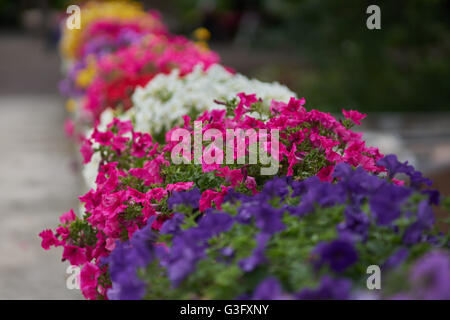 Various multicolor petunias petunia in their flower pots aligned in row Stock Photo