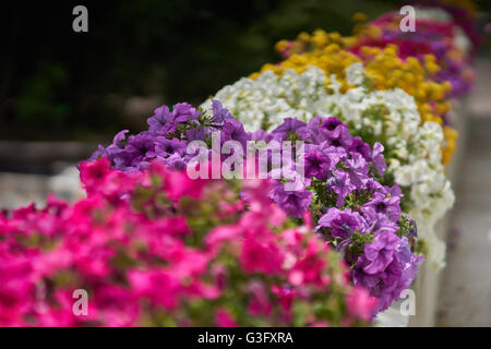 Various multicolor petunias petunia in their flower pots aligned in row Stock Photo