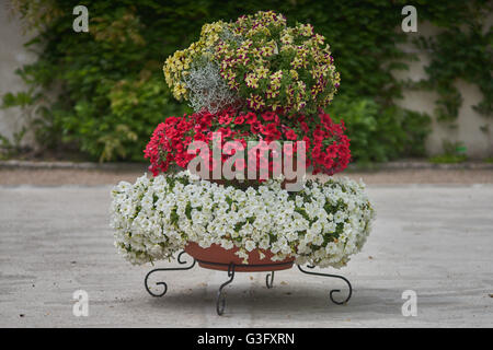 Various multicolor petunias petunia stacked up on the frame Stock Photo