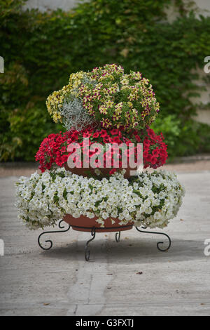 Various multicolor petunias petunia stacked up on the frame Stock Photo