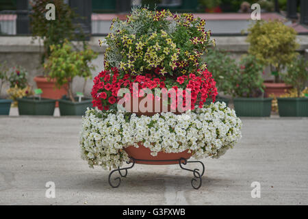 Various multicolor petunias petunia stacked up on the frame Stock Photo