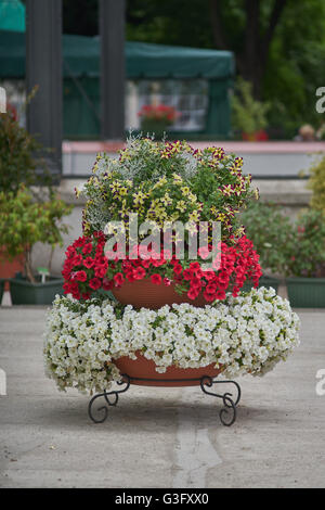 Various multicolor petunias petunia stacked up on the frame Stock Photo