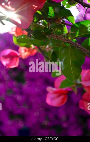brightly colored bougainvillea flowers on the Greek island of Skopelos Stock Photo