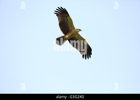 Ayres's Hawk-Eagle (Hieraaetus ayresii) in Nyungwe National Park,Rwanda ...