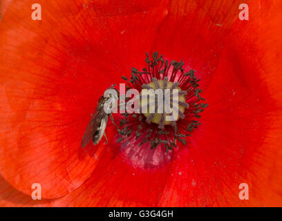 Close-up of a hoverfly (Syrphidae) nectaring on a red poppy (Papaver rhoeas), UK Stock Photo