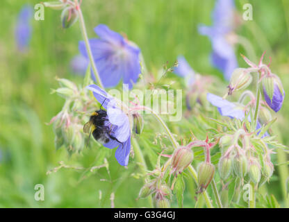 Bee on blue wildflowers in meadow in Hampshire, England Stock Photo