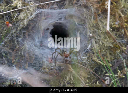 Labyrinth spider (Agelena labyrinthica) at edge of funnel-shaped nest at a Surrey heathland site in England Stock Photo