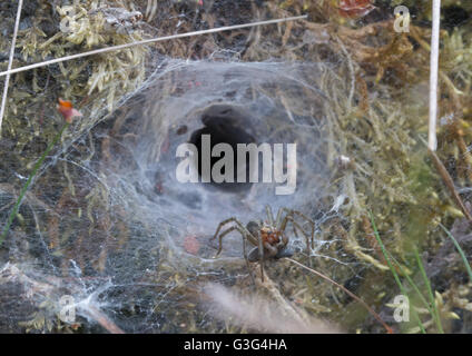 Labyrinth spider (Agelena labyrinthica) at edge of funnel-shaped nest at a Surrey heathland site in England Stock Photo