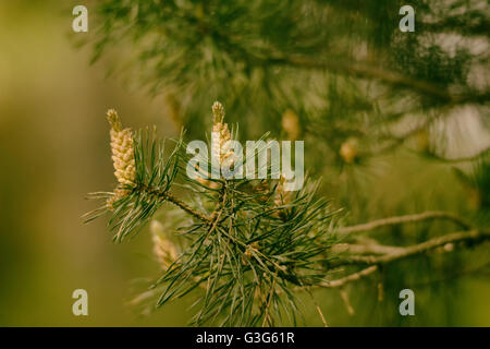 fir cones hanging on a green tree branch with needles Stock Photo - Alamy