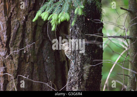 small bird creeps on the trees in the forest Stock Photo