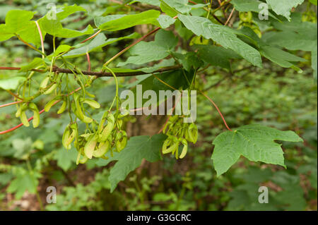 New sycamore acer tree seeds fruit developing in grape like clumps on branches ready for wind dispersal at end of season Stock Photo