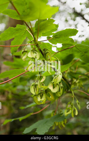 New sycamore acer tree seeds fruit developing in grape like clumps on branches ready for wind dispersal at end of season Stock Photo