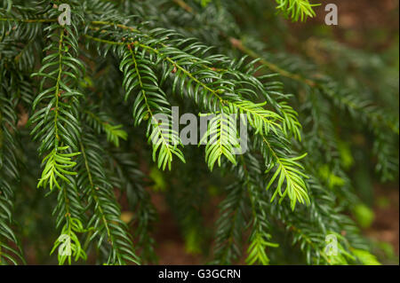 Common yew tree showing growth of new leaves contrasting with old last years growth on branch tip bright verses dark green Stock Photo