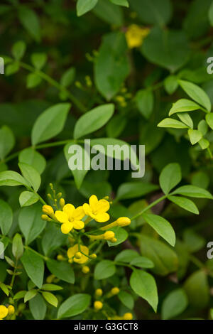 Close up of mustard yellow Himalayan jasmine flower Jasminum humile Revolutum with dark green foliage Stock Photo