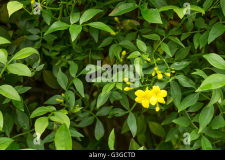 Close up of mustard yellow Himalayan jasmine flower Jasminum humile Revolutum with dark green foliage Stock Photo