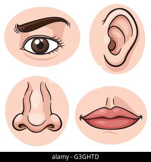 Vector illustration of depicting the 4 senses Stock Vector