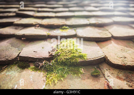 Closeup of the moss on a roof tile Stock Photo