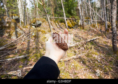 Hand holding pine cone in the forest Stock Photo