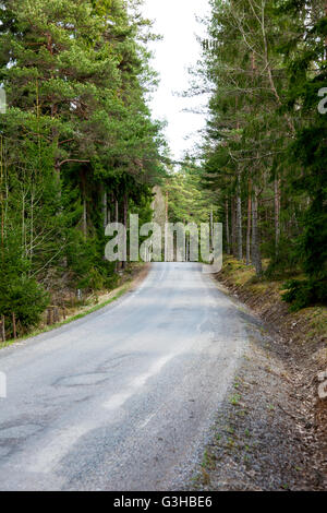 Road going through a thick forest Stock Photo